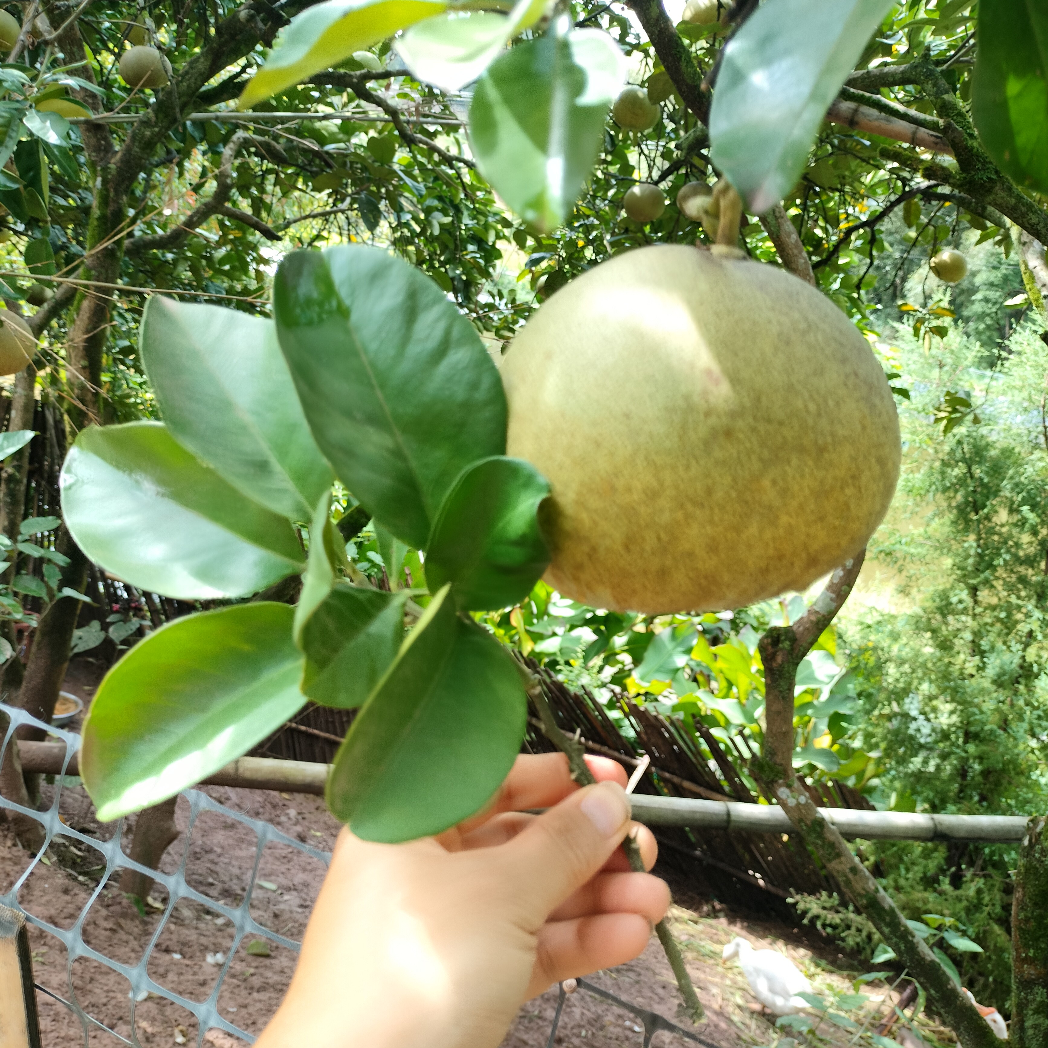 柚子树叶新鲜梁平当季现摘现发乔干花/花瓣/干花包/