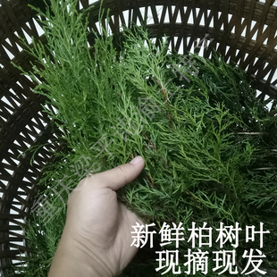 重庆山地柏树丫枝叶新鲜野生煮水洗发熏腊肉材料防蛀虫圣诞节装饰