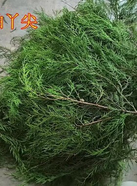 重庆野柏树丫熏腊肉乔迁婚礼嫁娶摆盘圣诞节装饰花环树叶祈福材料