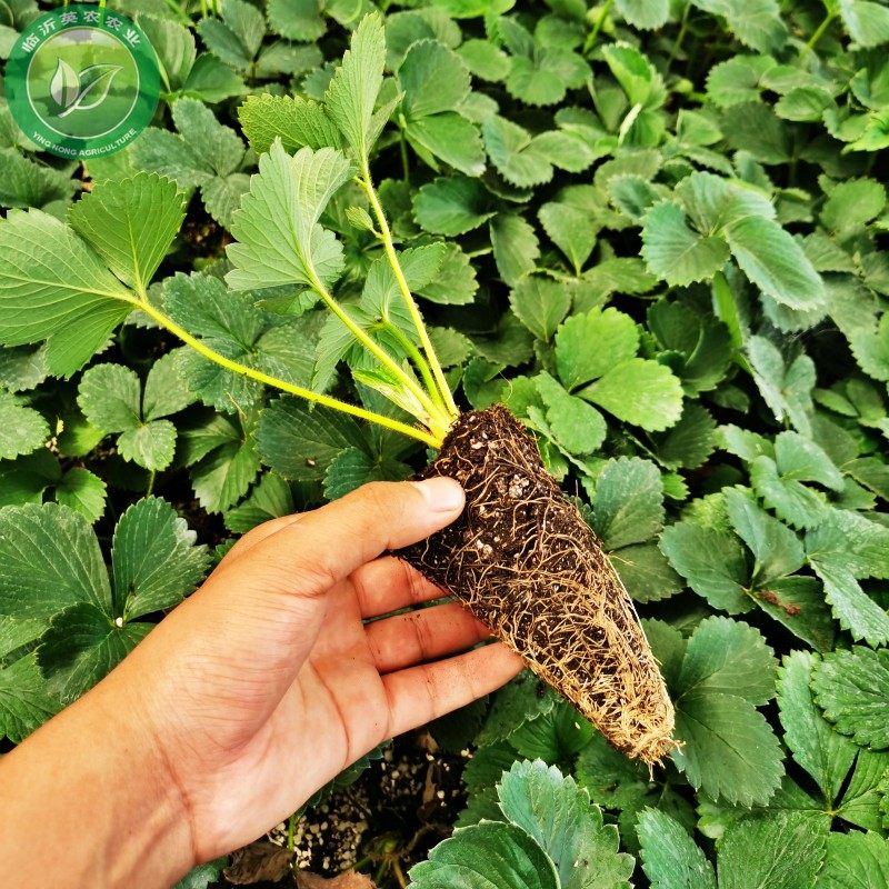 英农家庭盆栽基质穴盘草莓苗