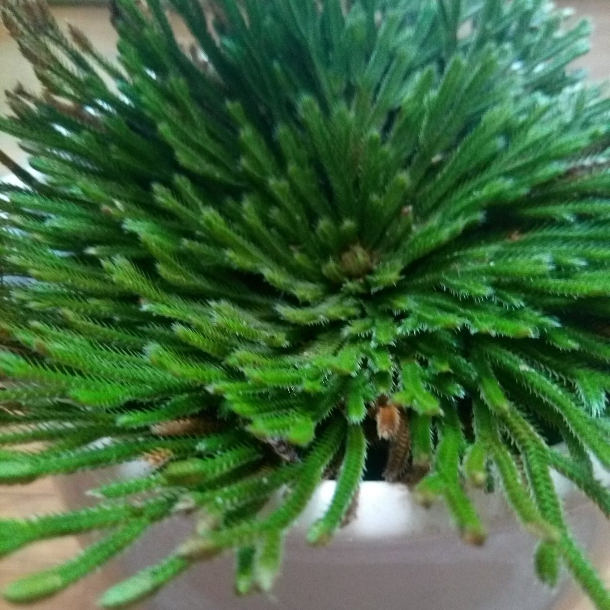 九死还魂草盆栽新奇水培植物卷柏