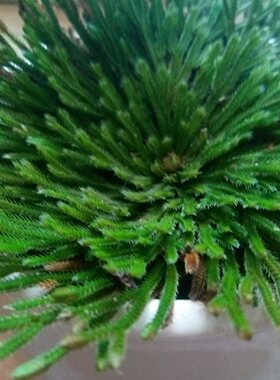 九死还魂草盆栽新奇水培植物卷柏