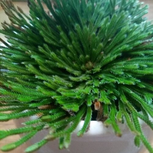 九死还魂草盆栽新奇水培植物卷柏