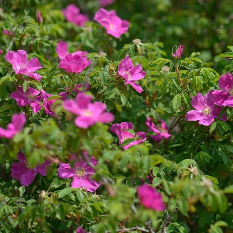 耐寒耐阴野玫瑰室内庭院花卉绿植