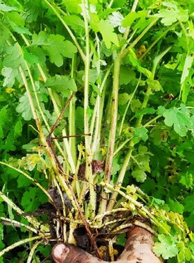 新鲜野白屈菜现采地黄连正宗保真