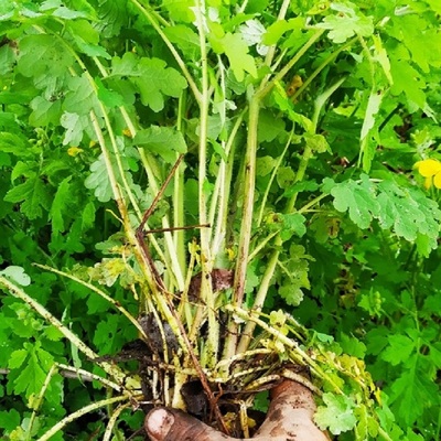 新鲜野白屈菜现采地黄连正宗保真