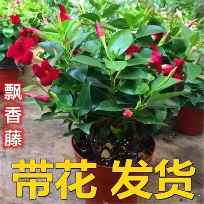 红色双喜藤带苞飘香四季盆栽
