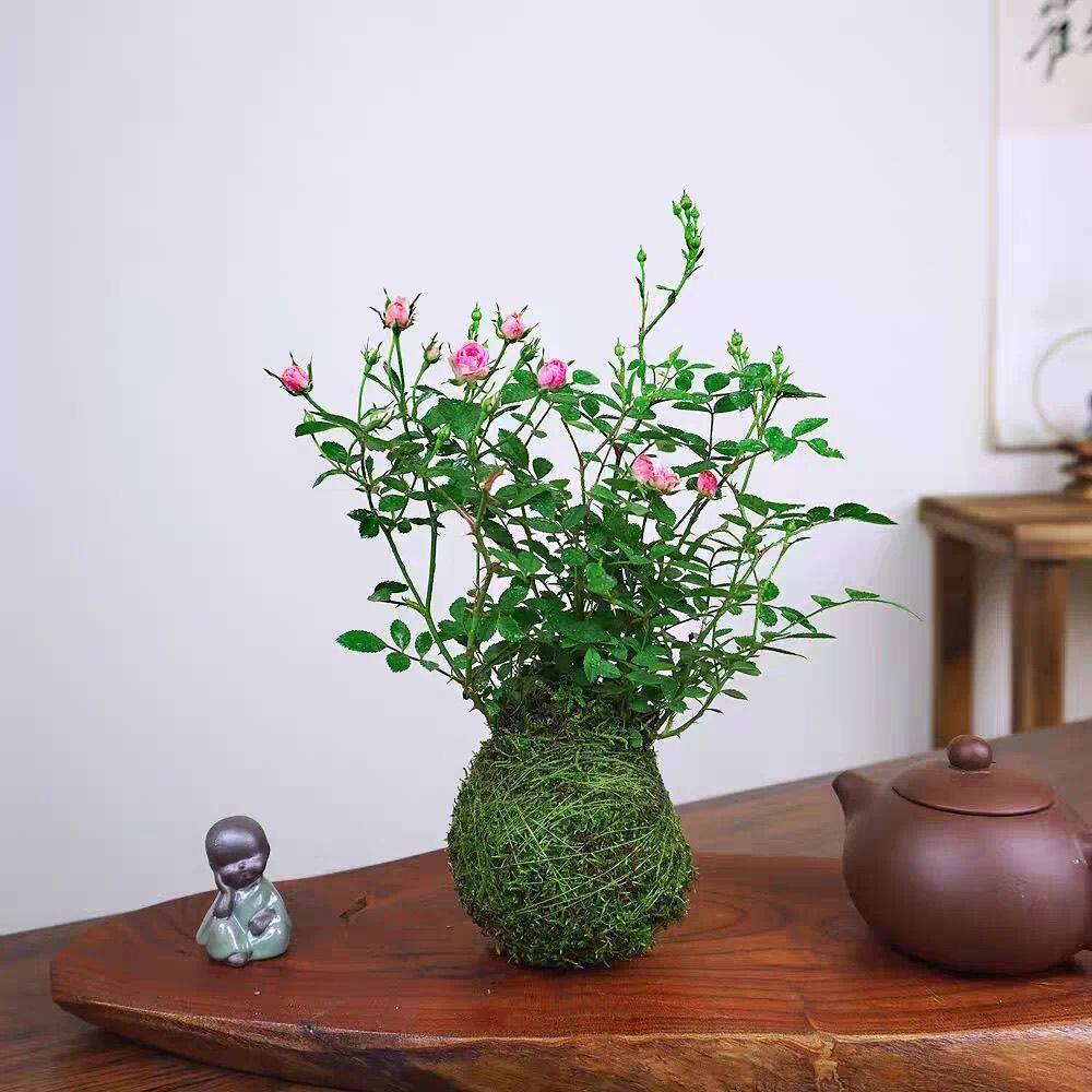 带花苞迷你月季须惠姬苔藓球超微水培植物玫瑰桌面小盆栽阳台花卉