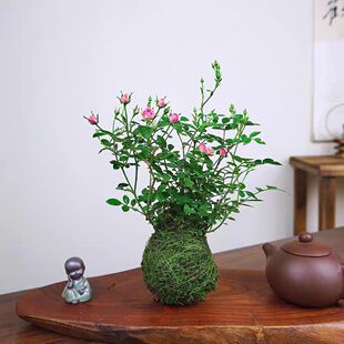 带花苞迷你月季须惠姬苔藓球超微水培植物玫瑰桌面小盆栽阳台花卉