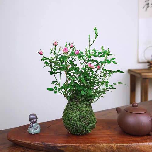带苞迷你月季水培苔藓球阳台盆栽