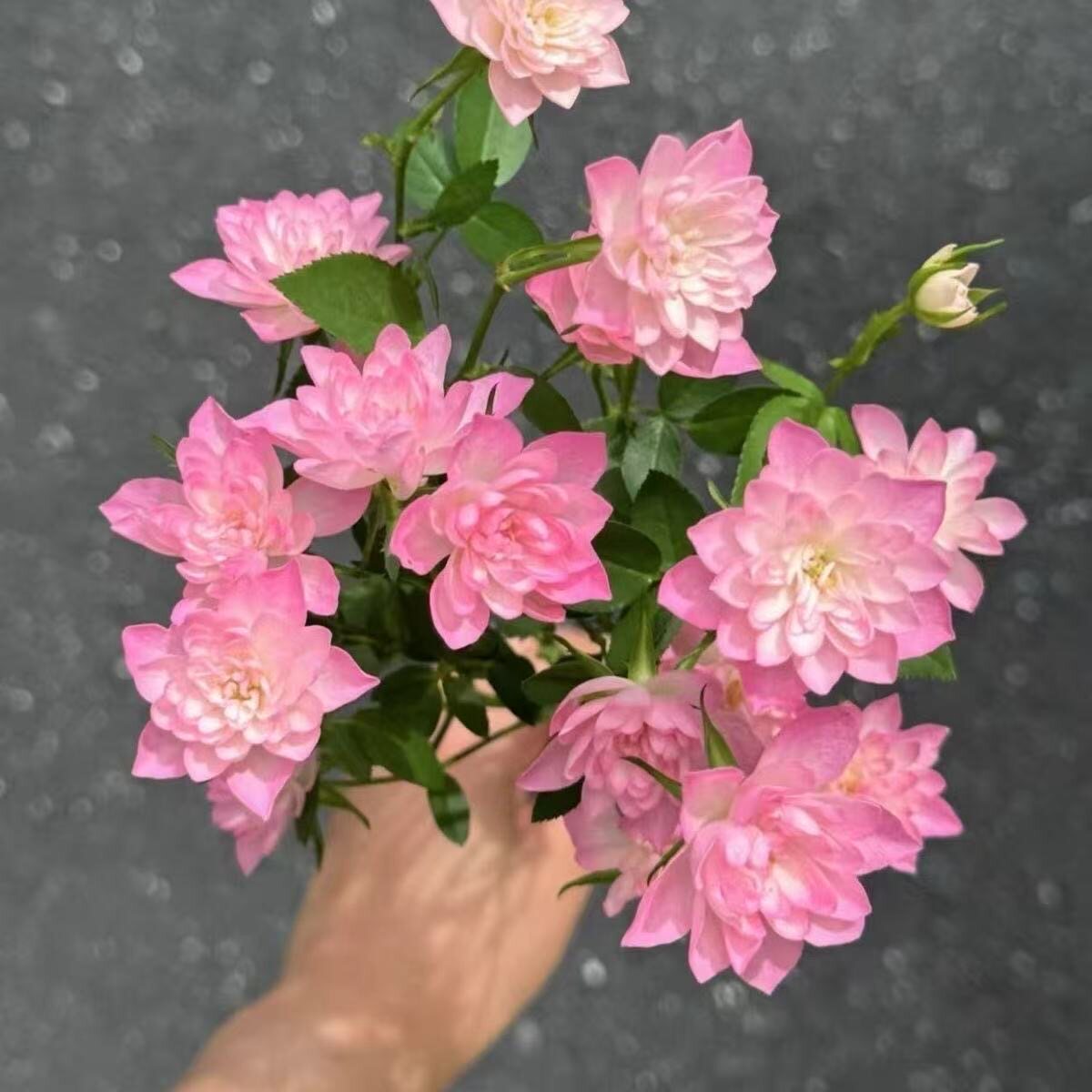 新品天荷繁星月季花苗微型灌木多头多季开迷你玫瑰荷花型阳台花卉
