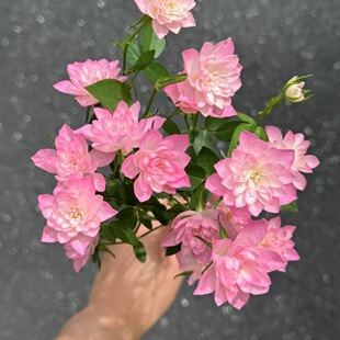 新品天荷繁星月季花苗微型灌木多头多季开迷你玫瑰荷花型阳台花卉
