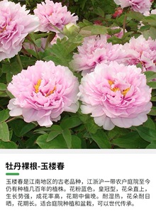 江南粉兰色牡丹名品---玉楼春,秋天发货