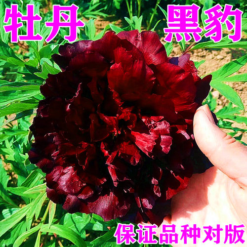 菏泽市诚信牡丹芍药精品
