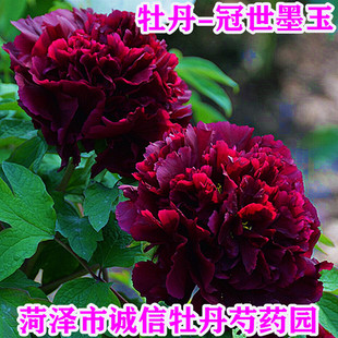 菏泽真品正品牡丹花苗 ~冠世墨玉,秋天发货