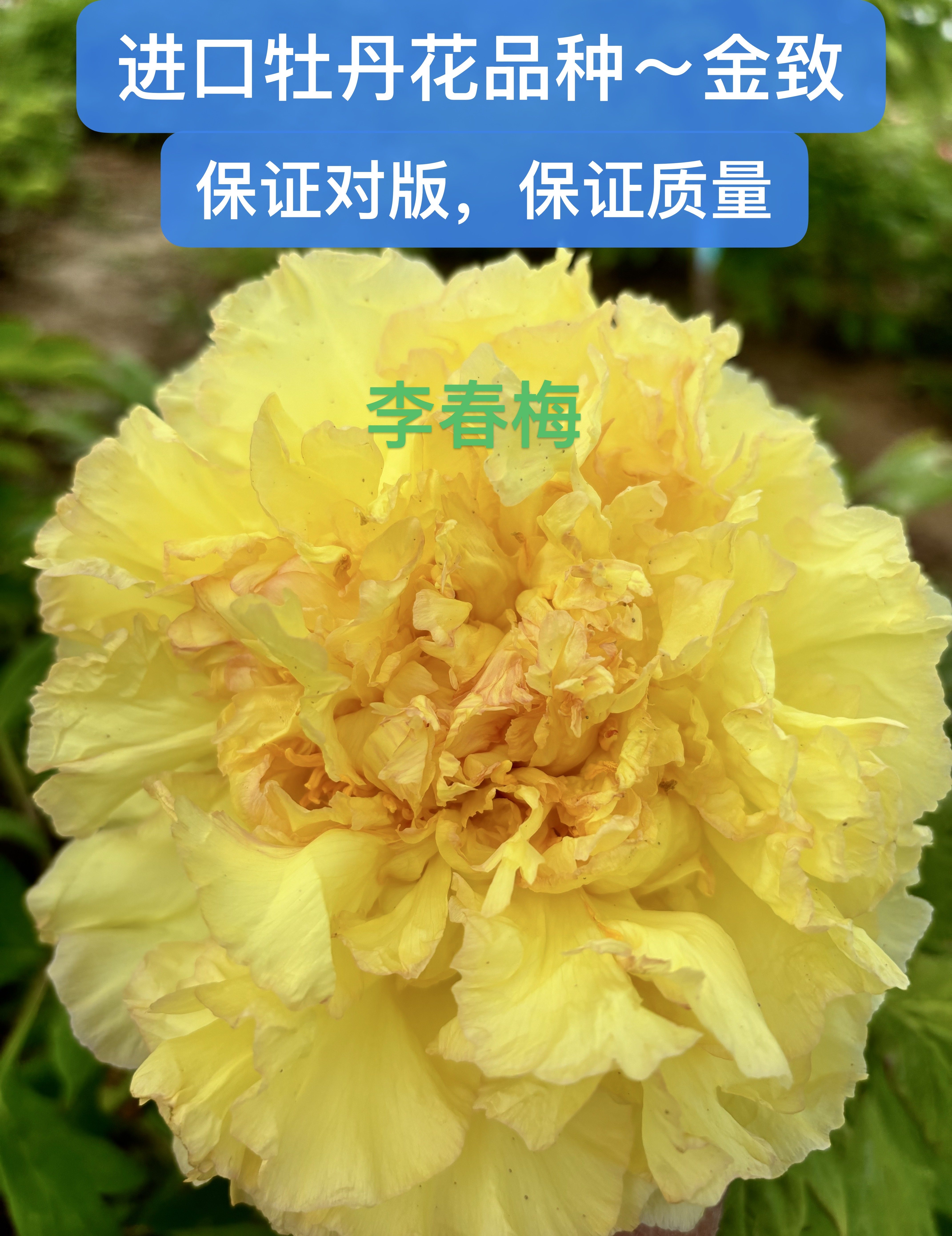 进口牡丹花品种～金致，秋季发货