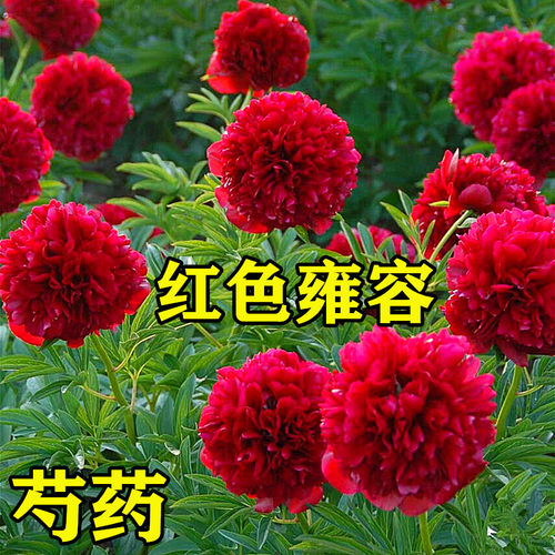 进口国外红色芍药花苗