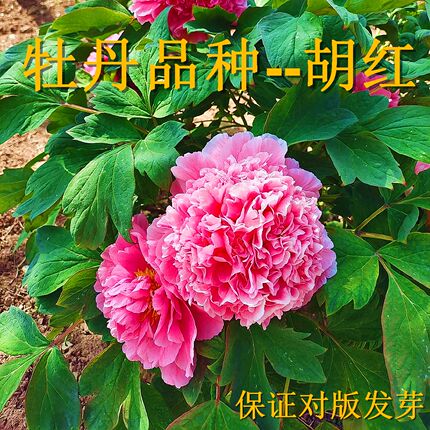 菏泽市正宗 牡丹花苗【胡红】秋天发货