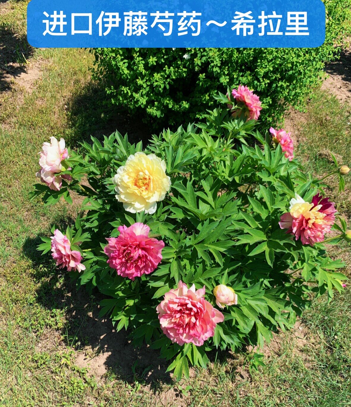 进口国外牡丹芍药杂交伊藤品种【希拉里】芍药性质，秋天发货