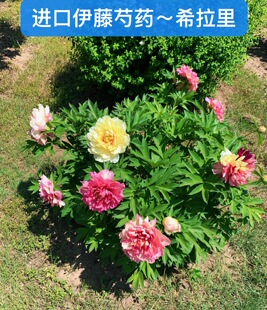 进口国外牡丹芍药杂交伊藤品种【希拉里】芍药性质，秋天发货