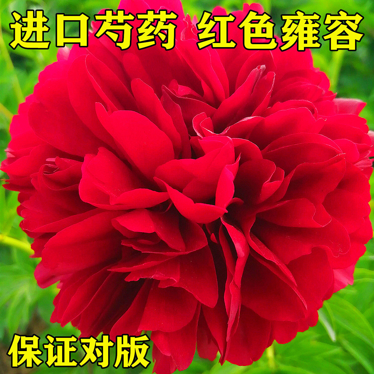 进口国外芍药花苗【红色雍容】秋天发货