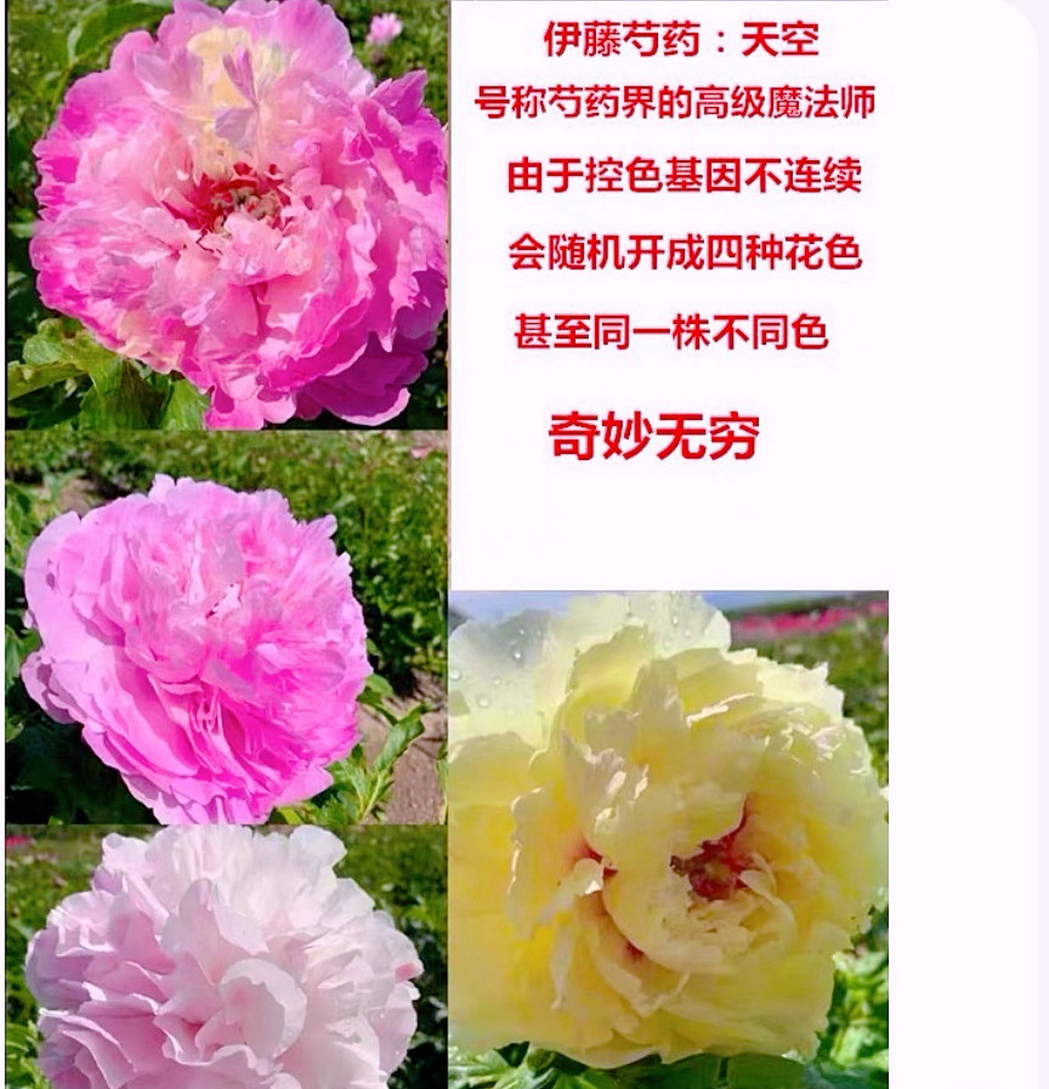 进口伊藤芍药品种【天空】会变色，秋季裸根发货