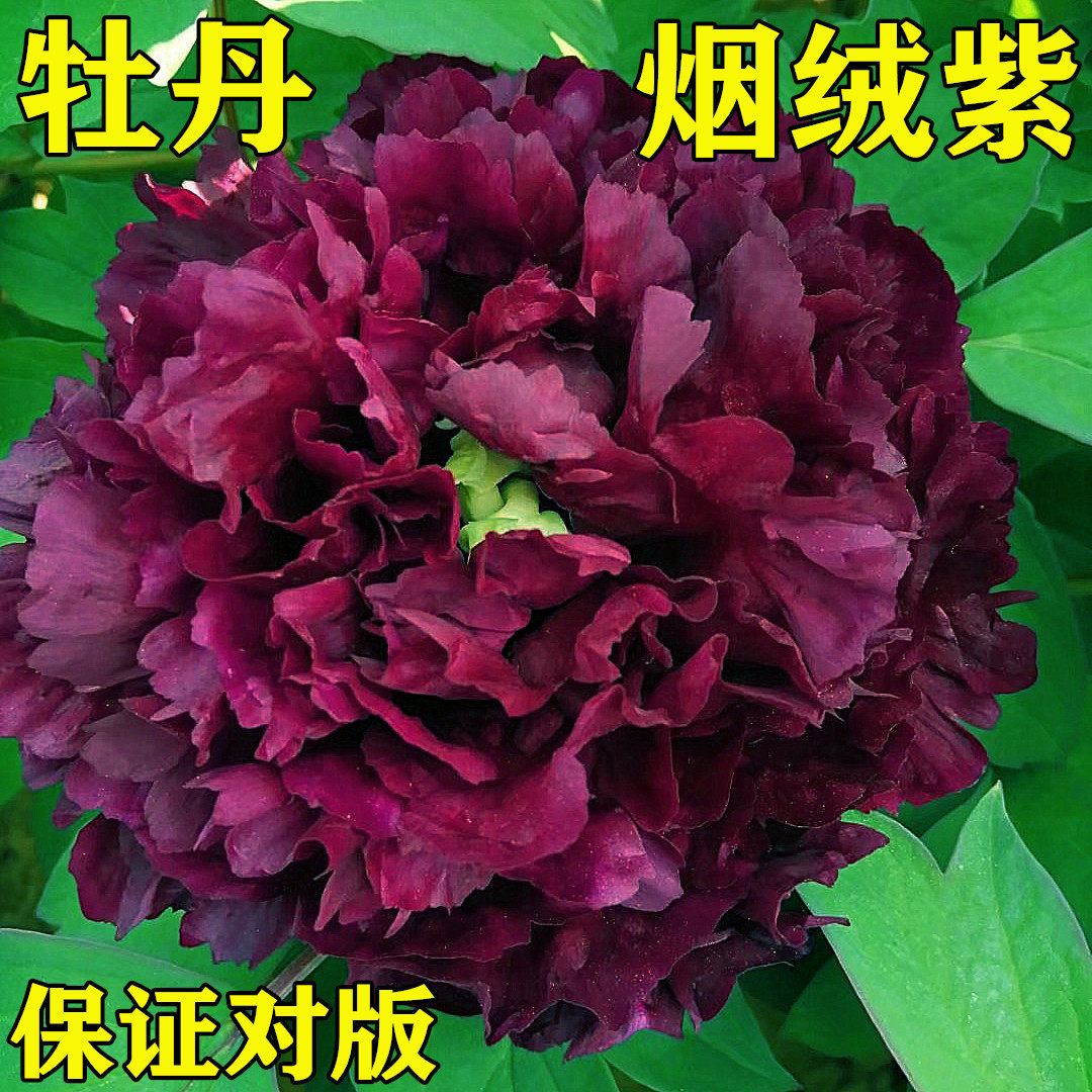 菏泽市特产精品黑色牡丹花【烟笼紫】秋天发货