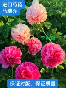 菏泽芍药,进口芍药花苗～马瑞乔 ，秋天发货.