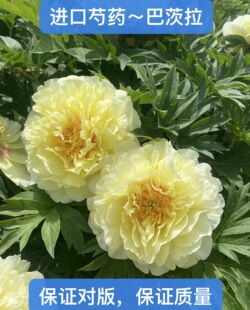李春梅牡丹种植基地，芍药花苗【巴茨拉】秋天发货