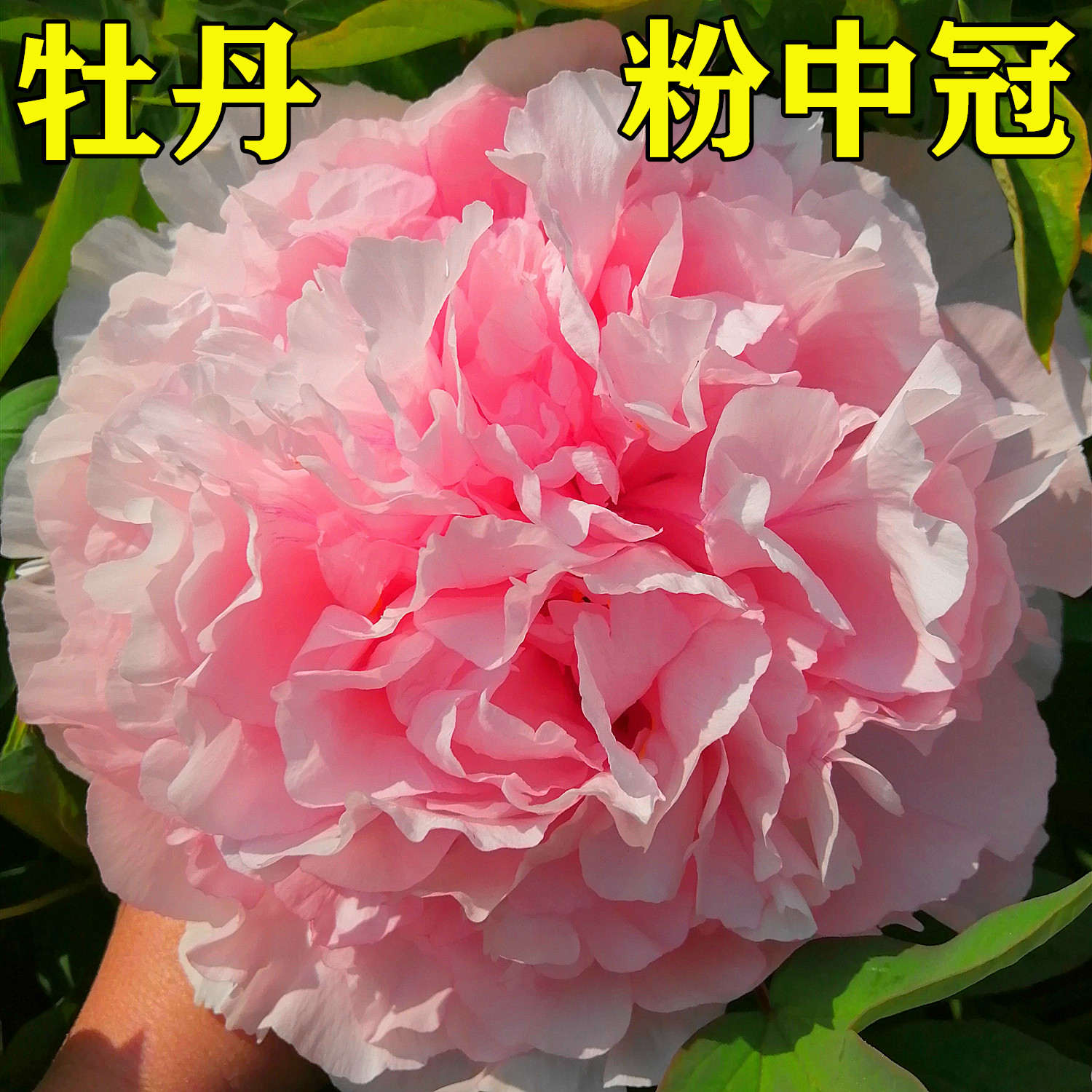 菏泽市诚信牡丹芍药园牡丹花苗【粉中冠】秋天发货 鲜花速递/花卉仿真/绿植园艺 时令草本花卉 原图主图