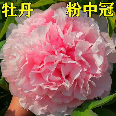 菏泽市诚信牡丹芍药园牡丹花苗【粉中冠】秋天发货