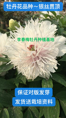 菏泽市洛阳市精品牡丹花品种【银丝贯顶】秋天裸根发货