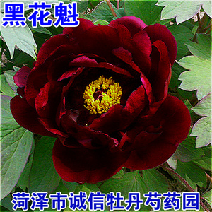 菏泽市诚信牡丹芍药园黑色牡丹花苗.【黑花魁】.秋天发货.