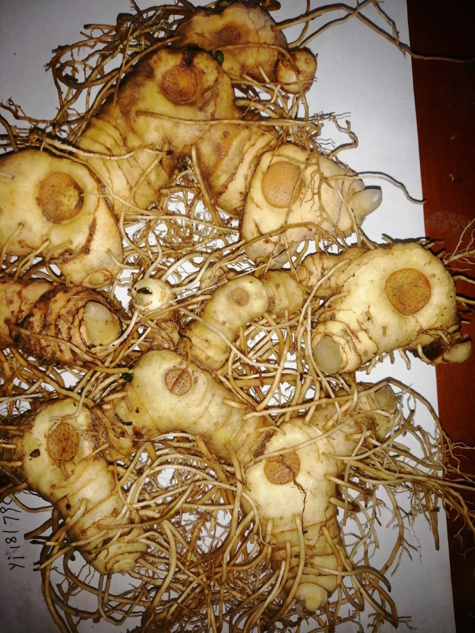 四川新鲜黄精鸡头黄精现挖生黄精带芽头可种植煲汤泡酒 500g包邮