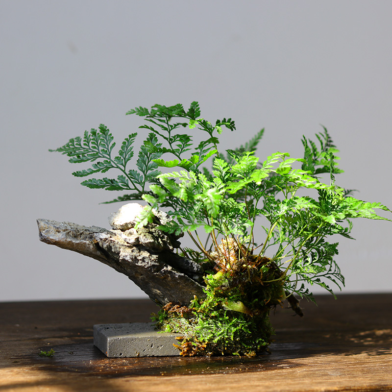 狼尾蕨苔藓球盆栽迷你景观生态净化空气办公室桌面小盆景好养易活