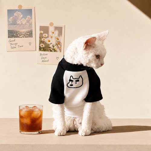 秋冬阿比西尼亚无毛猫衣服德文纯棉T恤加绒卫衣小猫马尔济斯狗狗