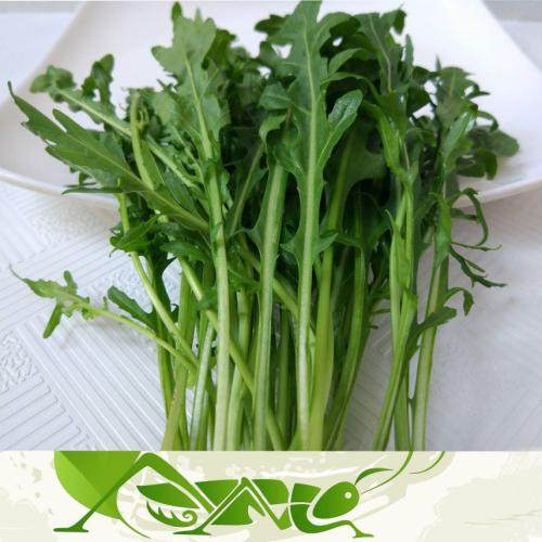 芝麻菜100克沙拉蔬菜西餐火箭菜深圳配送同城蔬果配送快速送达