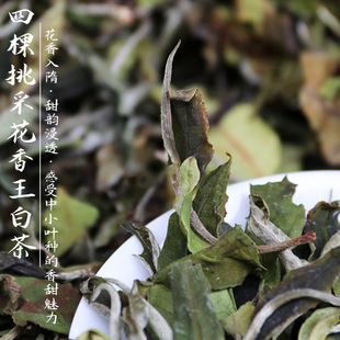【四棵挑采花香王古树单株白茶】2024春茶花香浓郁鲜爽古树白茶