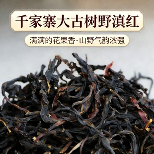 2025头春云南千家寨大古树红茶烘焙红茶无量山古树茶野生滇红茶