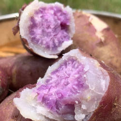 冰淇淋番薯一点红紫心红薯新鲜现挖农家自种花心板栗红薯地瓜香甜