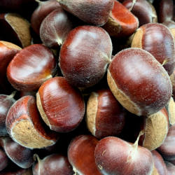 2025新鲜板栗生栗子广西油板栗老品种中秋栗子脆甜粉面香甜小板栗