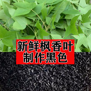 2026年广西三月三五色糯米饭黑色乌米饭新鲜枫香叶染黑植物原材料