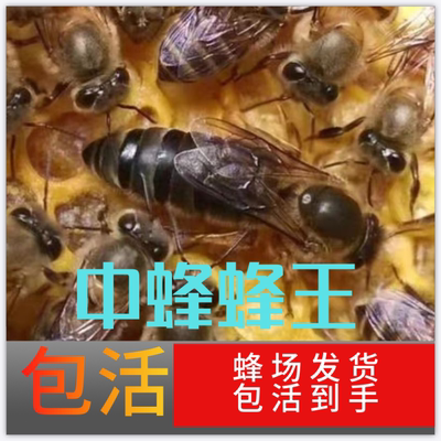 中蜂蜂王种王高产优质土蜂交尾新开产卵王本地广东阿坝良种处女王