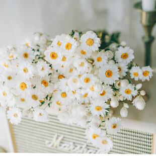 天然罗丹斯小雏菊干花鲁丹鸟风干真花舒雅家居装饰摄影干花摆件