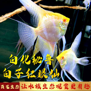 白化秘鲁钻石红眼仙神仙鱼黄蜻蜓泰系宽体