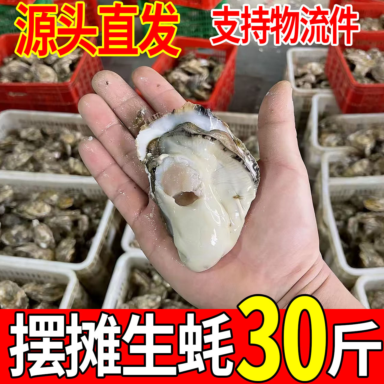 30斤顺丰包邮鲜活山东生蚝批发贝类制品