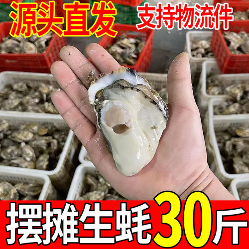 30斤顺丰包邮鲜活山东生蚝批发50斤海蛎子餐饮烧烤摆摊高压锅生蚝