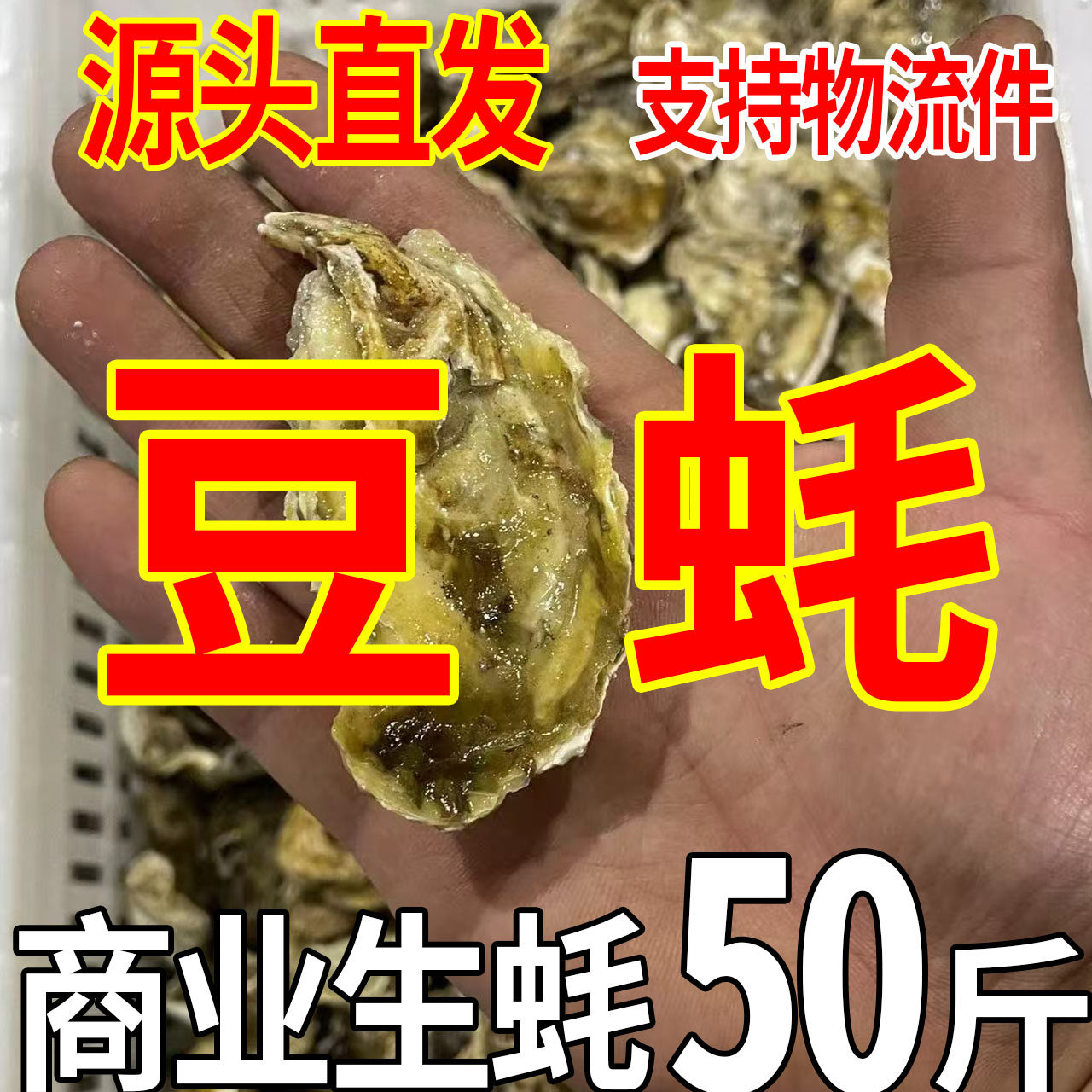 50斤豆蚝小蚝摆摊烤生蚝专用鲜活山东生蚝批发海蛎子牡蛎餐饮商用