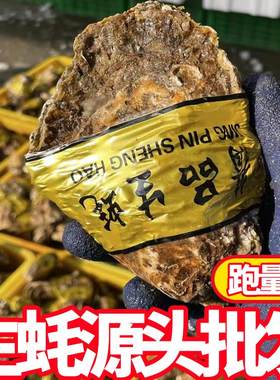 商用50斤批发鲜山东生蚝批发海蛎子牡蛎餐饮烧烤店摆摊高压锅生蚝