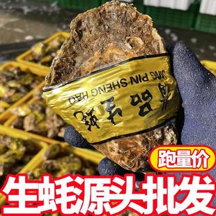 商用50斤批发鲜山东生蚝批发海蛎子牡蛎餐饮烧烤店摆摊高压锅生蚝